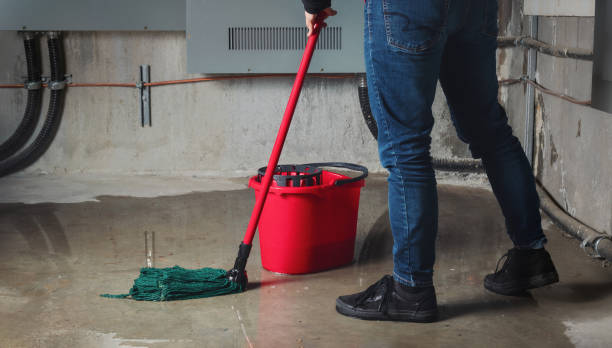 Best Mold removal after water damage  in Ogden, IA